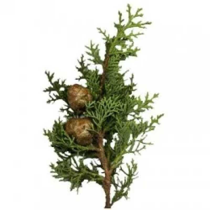 nature soin HUILE ESSENTIELLE  DE CYPRES 10ML